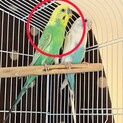 セキセイインコのオス３歳