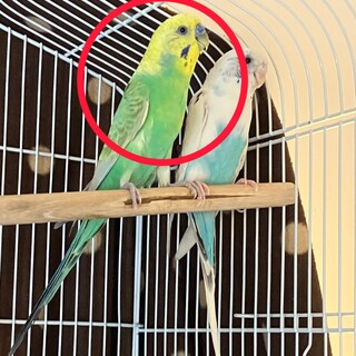 セキセイインコのオス３歳