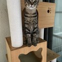 可愛いキジトラ君