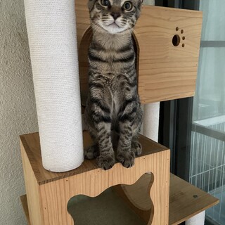 可愛いキジトラ君