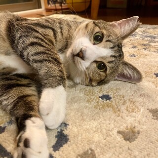 適応能力高め！両手で抱きしめてくれるぺこ君