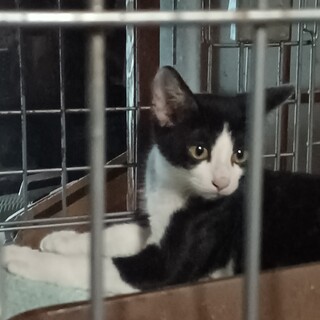 とりもちに掛かっていたハチワレ君