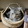 あやさらまま