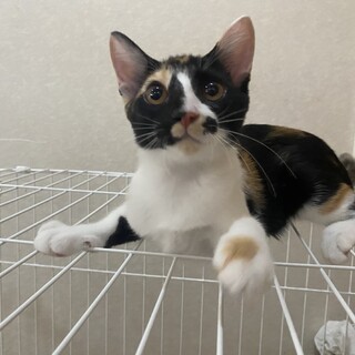 〈女の子〉推定4ヶ月　人慣れしてる三毛猫ちゃん♪