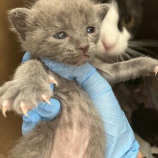 [完全無料]子猫(2025年8月6日生まれ)