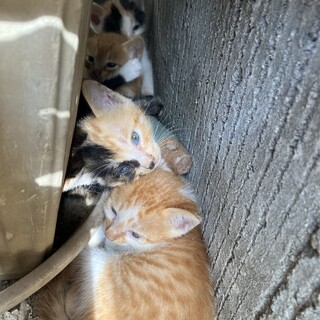 家の外で数匹子猫たちが産まれてました！
