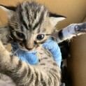 [完全無料]子猫(2025年8月6日生まれ)
