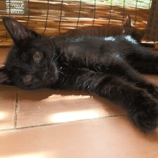 人なれ 抜群 甘えん坊の 黒 くん2ヶ月