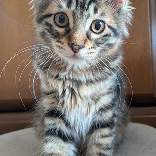 やんちゃな可愛い子猫ちゃんです