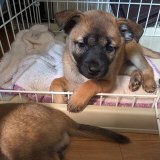 用水路に落ちていた3兄妹の「ようちゃん」