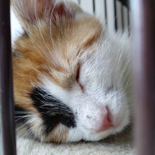 三毛猫ぷりんちゃん里親さん募集