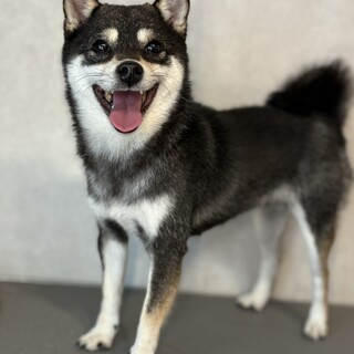 ビビリの豆柴、くるみです。」東京都 - 犬の里親募集(523915