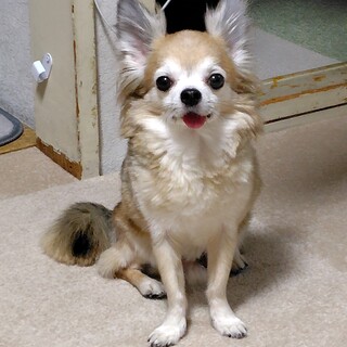 お話中一時募集中止チワワ（8歳）男の子　犬　埼玉県