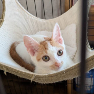 【一旦募集停止】人慣れ抜群！茶白のユメちゃん