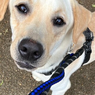 経験値アップ、元気で可愛いラブラドールのサンディ