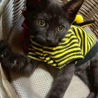 ブラックスモーク 黒キジ 黒トラ まろ眉