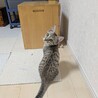 ⭐️TNR現場で保護した子猫のマーくん サムネイル2