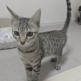 ⭐️TNR現場で保護した子猫のマーくん