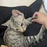 ⭐️TNR現場で保護した子猫のマーくん サムネイル4