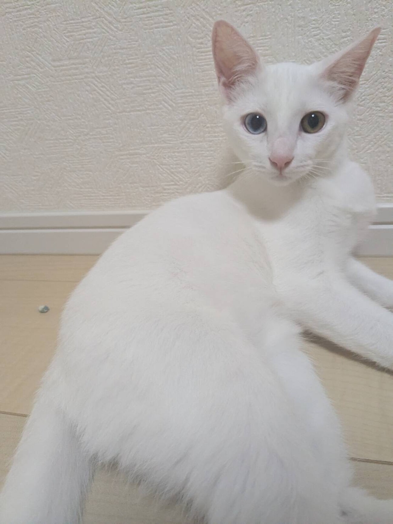 ✴︎キレイな白猫ののんちゃん」奈良県 - 猫の里親募集(523920