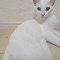 ✴︎キレイな白猫ののんちゃん