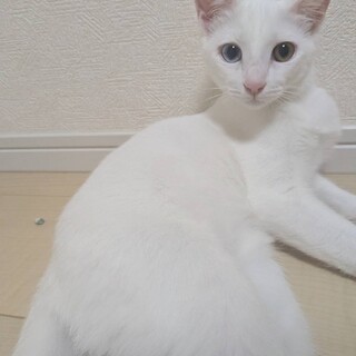 ✴︎キレイな白猫ののんちゃん