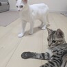 ✴︎キレイな白猫ののんちゃん サムネイル2