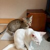 ✴︎キレイな白猫ののんちゃん サムネイル3