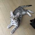 人が大好き人懐っこい女の子です