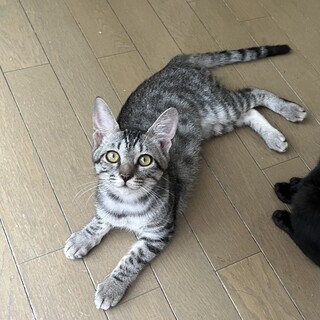 人が大好き人懐っこい女の子です