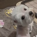 5歳のマルチーズの里親様募集(交渉中)