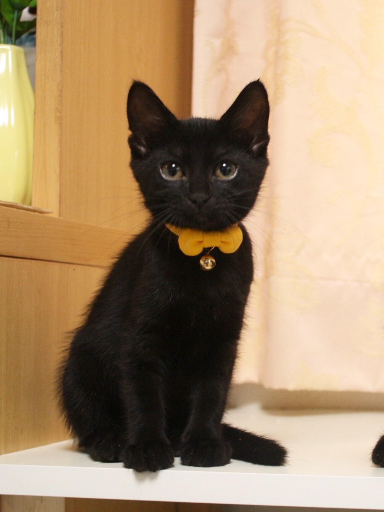 ✨黒猫さま専用ページ✨ 愛桜 on X: 