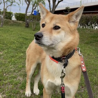 穏やかなイケメン  煌(こう)君