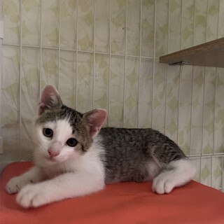 人馴れしたお茶目なキジ白♀4ヶ月  10/10期限