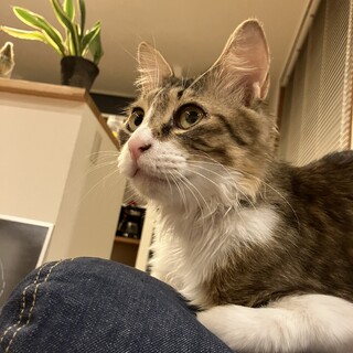 8ヶ月オス　雑種　里親募集