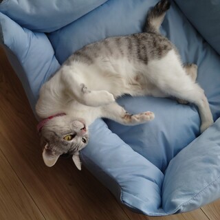 甘えん坊のサバ白ちゃん