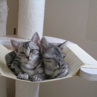 かわいい姉妹の里親募集