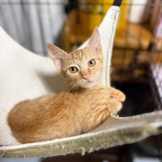 【一旦募集停止】珍しい茶トラの女の子・アメリちゃん