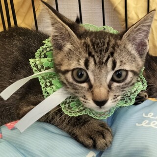 むつ：好奇心旺盛で活動的な男の子