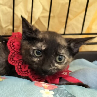 ふじこ：賢くて運動神経も抜群