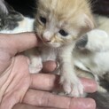 譲渡しました！8月12日生まれたて。薄茶色。