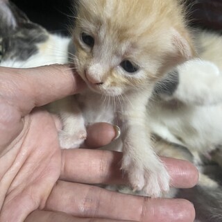 譲渡しました！8月12日生まれたて。薄茶色。