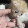 譲渡しました！8月12日生まれたて。薄茶色。 サムネイル2