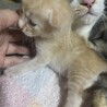 譲渡しました！8月12日生まれたて。薄茶色。 サムネイル4