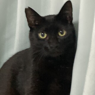 甘えん坊の黒猫さん