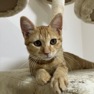 茶トラ三ヶ月くらいの男の子