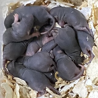 ファンシーラット里親募集