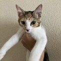 【お話中により一時停止中】三毛猫ちゃん
