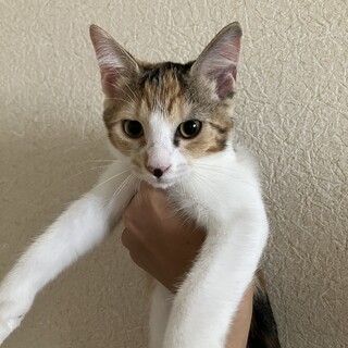 【お話中により一時停止中】三毛猫ちゃん