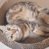 美猫で人が大好き‼️アメショ柄のここなちゃん♥️ サムネイル2